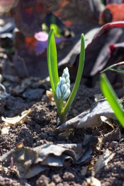Primrose Puschkinia Bahar tomurcukları mavi çizgili beyaz