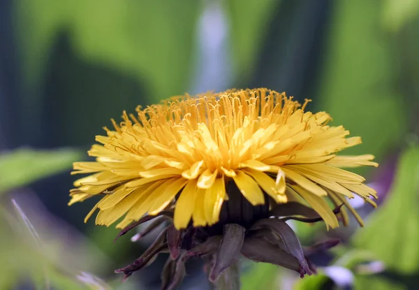 Dente Leone Giallo Testa Primo Piano Sul Lato — Foto Stock