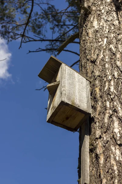 Holzvogelhaus Baumstamm Genagelt Gegen Blauen Himmel — Stockfoto