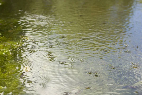 Watergangers Lopen Langs Het Oppervlak Van Het Vijverwater — Stockfoto