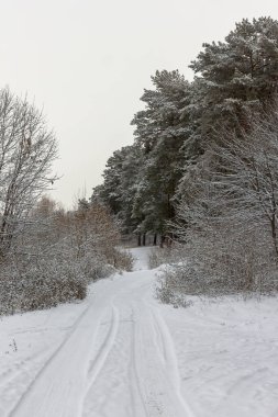 Kış ormanı, karla kaplı uzun çam ağaçları, çam ormanı.