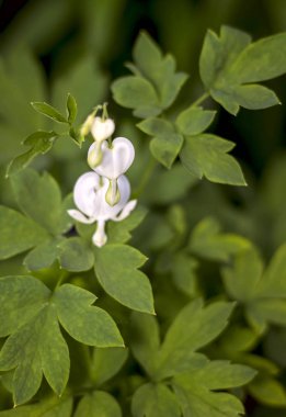 Lamprocapnos spektabilis ilkbaharda çiçek açar, beyaz çuha çiçeği yakın plan