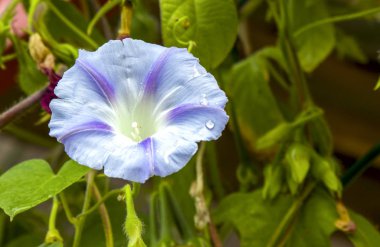 Ipomoea lianası narin mavi yakın planda çiçek açar.
