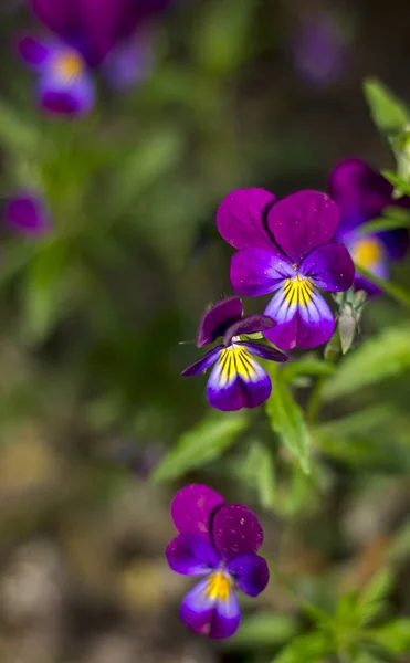 Les Violettes Jardin Fleurissent Les Culottes Petites Violettes Avec Des — Photo