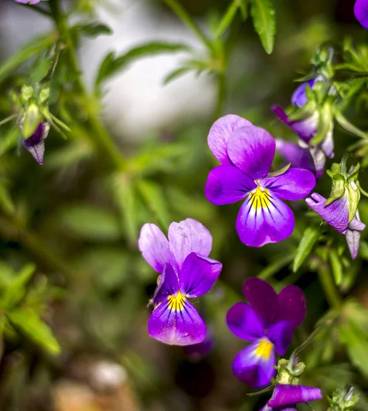 Les Violettes Jardin Fleurissent Les Culottes Petites Violettes Avec Des — Photo