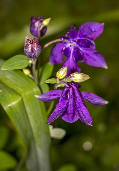 Nagy Lila Aquilegia Virág Közelkép — Stock Fotó