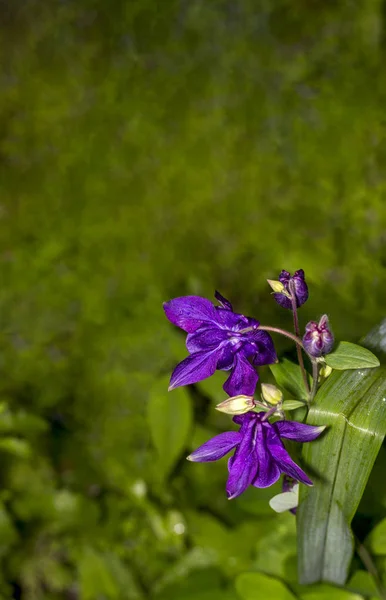 Nagy Lila Aquilegia Virág Közelkép — Stock Fotó