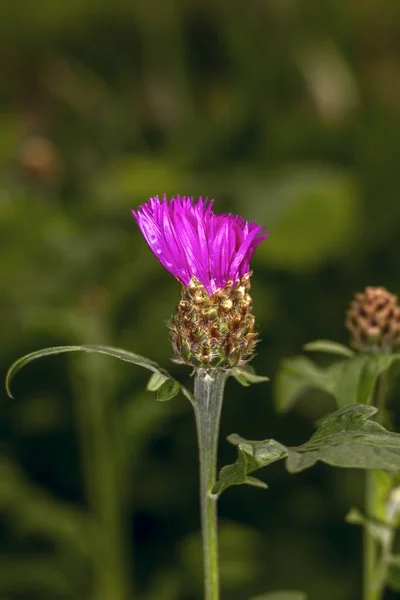 Kentaurea Dealbata Rügy Kertben — Stock Fotó