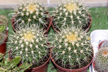 Dekoratif küçük kaktüsler tencerelerin üstünde, kapalı kapılar ardında satılık çiçekler.