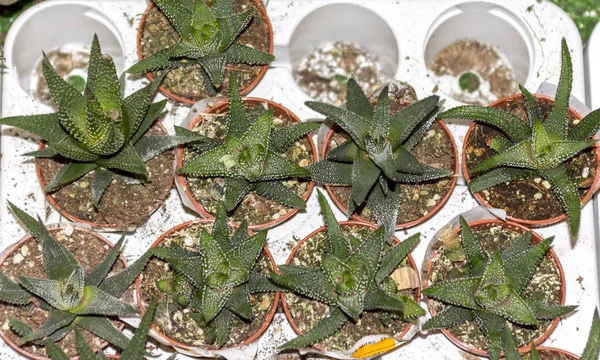 Dekoratif Kecil Kaktus Dalam Pot Top View Bunga Indoor Untuk — Stok Foto