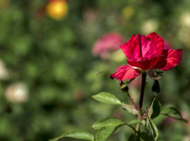 Bahçedeki kırmızı gül. Güneş ışığında yakın plan. Güzel yeşil bokeh ile.