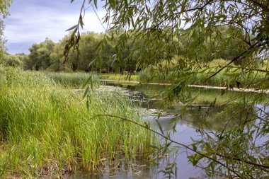Yaz manzarası, güneşli bir günde kıyıda sarı nilüferler ve kamışlarla kaplanmış bir nehir.