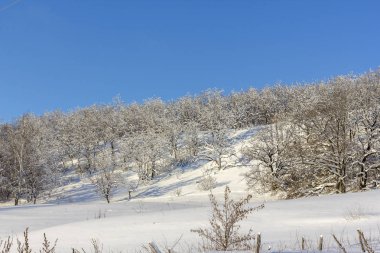 Kış manzarası, ormandaki ağaçlar karlar altında açık mavi bir gökyüzüne karşı güneşli bir günde, kar parlıyor.