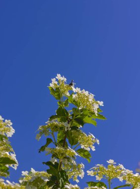 Siyah marangoz arı Xylocopa ilkbaharda viburnum çiçeklerinden mavi gökyüzüne karşı nektar toplar.