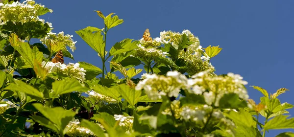 Farfalle Arancione Brillante Fiori Bianchi Viburno Raccogliere Nettare Primavera Una — Foto Stock