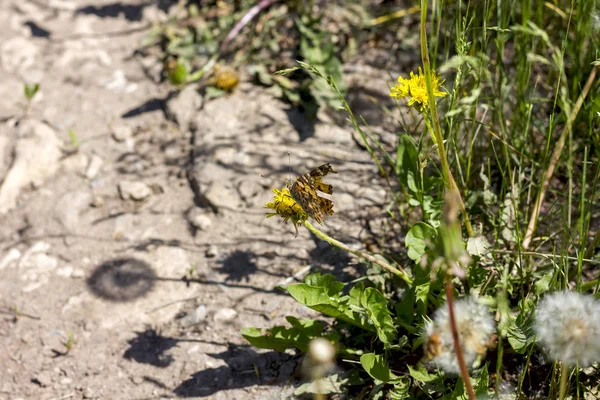 Farfalla Arancione Con Ali Rotte Siede Fiore Una Giornata Sole — Foto Stock