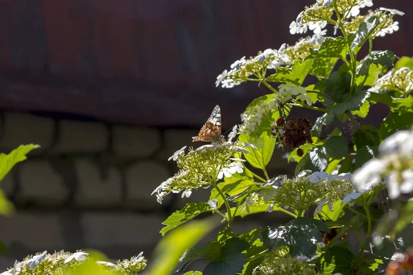 Farfalla Arancione Brillante Sui Fiori Uno Sfondo Erba Estate Una — Foto Stock