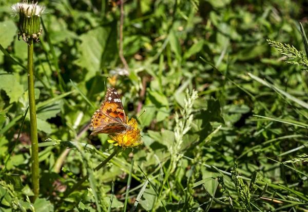 Jasny Pomarańczowy Motyl Kwiatach Tle Trawy Latem Słoneczny Dzień — Zdjęcie stockowe