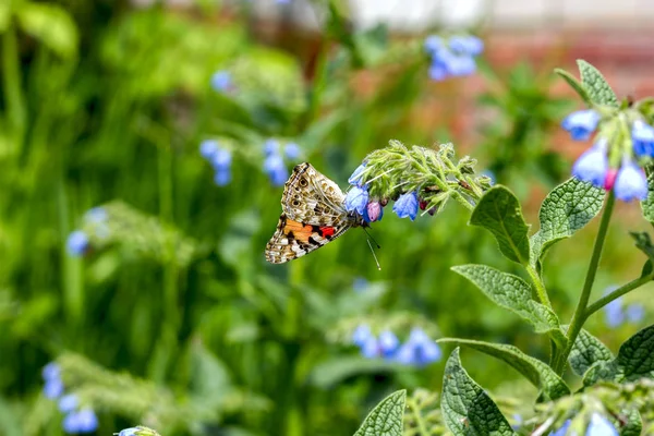 Farfalla Arancione Brillante Sui Fiori Uno Sfondo Erba Estate Una — Foto Stock