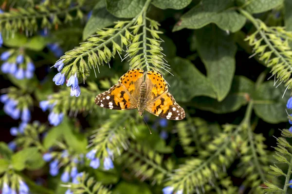 Farfalla Arancione Brillante Sui Fiori Uno Sfondo Erba Estate Una — Foto Stock