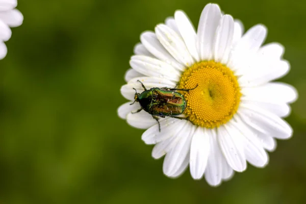 Großer Grüner Käfer Auf Weißem Gänseblümchen Sammelt Nektarbestäubung Aus Nächster — Stockfoto