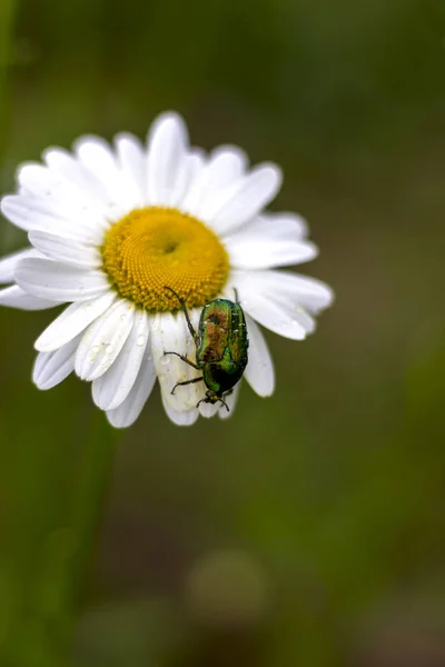 Large Green Chafer Beetle White Daisy Collects Nectar Pollination Close — 스톡 사진