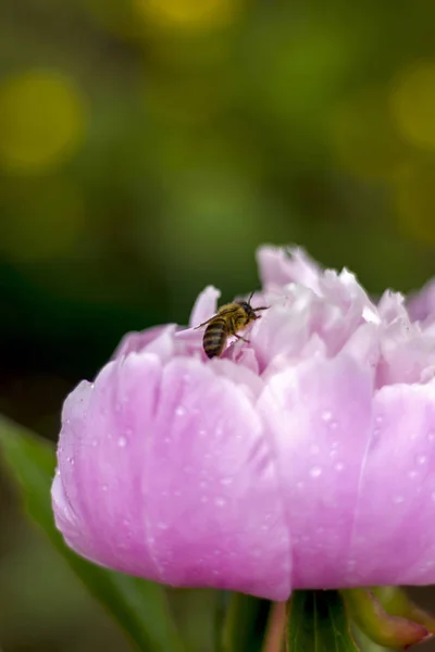 Wild Bee Collects Nectar Large Pink Peony Closeup — 스톡 사진