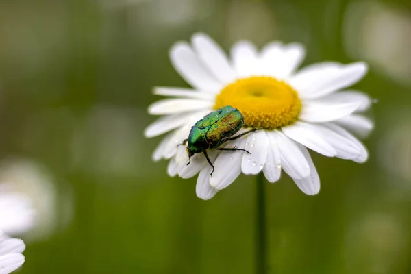 Großer Grüner Käfer Auf Weißem Gänseblümchen Sammelt Nektarbestäubung Aus Nächster — Stockfoto