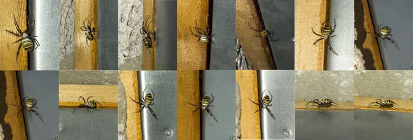 Collage Several Photos Argiope Bruennichi Spider Sits Wall Weaves Web — 스톡 사진