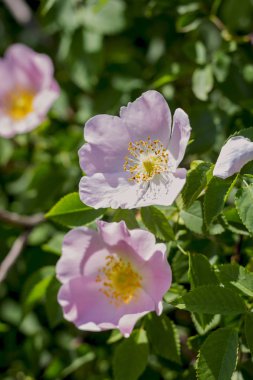 Sarı korseli pembe gül çiçekleri, yakın çekim.