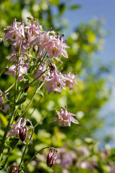 Grandi Fiori Aquilegia Rosa Bianco Contro Cielo Blu — Foto Stock