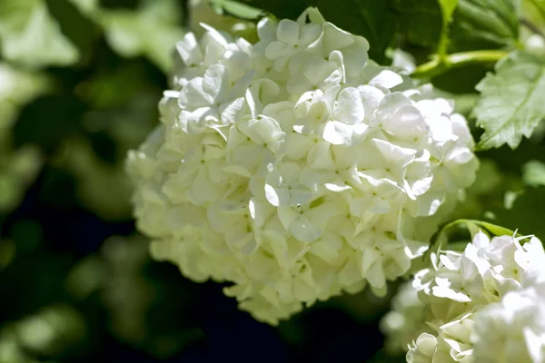 Viburnum Fiori Buldenezh Primo Piano Primavera Alla Luce Del Sole — Foto Stock