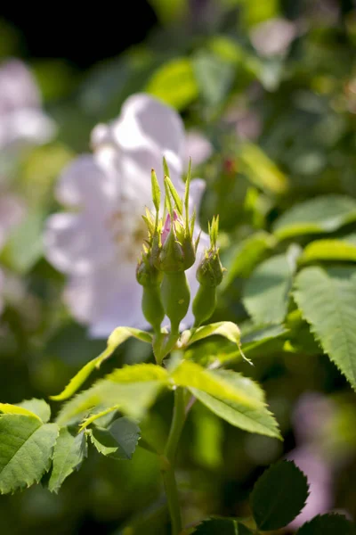 Boccioli Rosa Chiaro Alla Luce Del Sole Primo Piano Giardino — Foto Stock