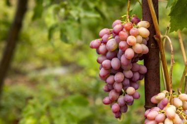 Bahçedeki bir sarmaşıkta olgunlaşmış pembe üzümler.