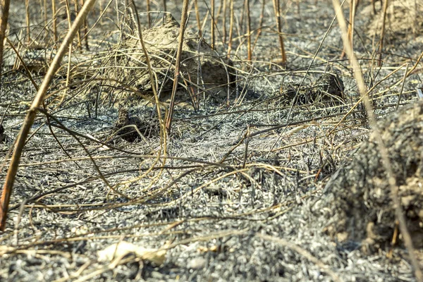 scorched earth, burnt grass close-up
