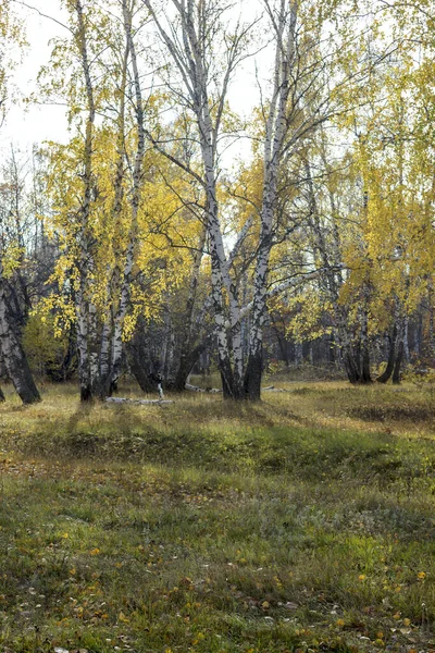 Őszi Erdő Nyírfa Liget Sárga Levelekkel Nap Fényében — Stock Fotó