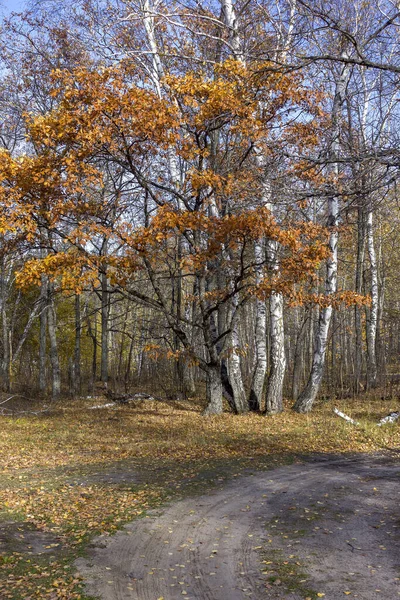 秋の森オレンジの葉を持つオークは森の未舗装道路の近くに — ストック写真