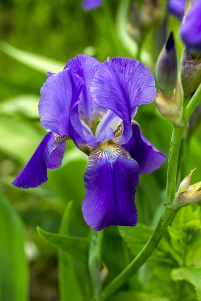 Iris Bleu Avec Centre Jaune Près Gouttes Rosée — Photo