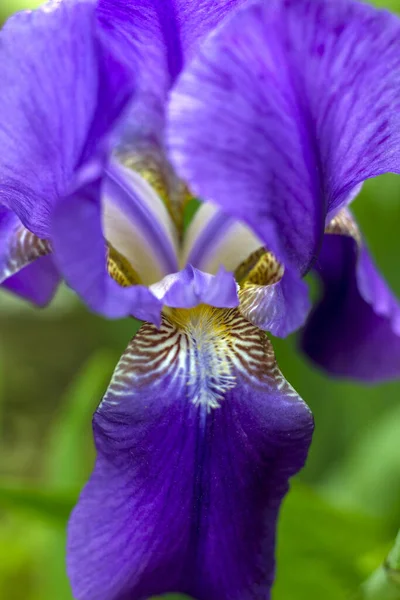 Iris Bleu Avec Centre Jaune Près Gouttes Rosée — Photo