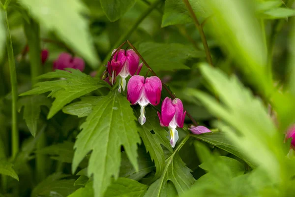 dicentra twigs with bright pink flowers in the shape of a broken heart