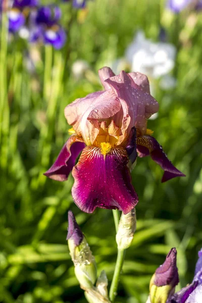 Fleur Iris Bordeaux Gouttes Rosée Gros Plan — Photo