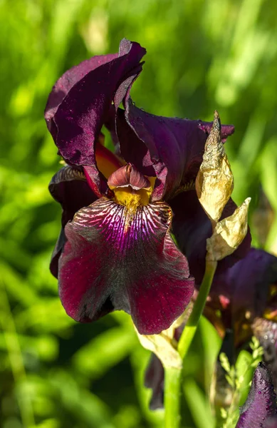 Fleur Iris Bordeaux Gouttes Rosée Gros Plan — Photo