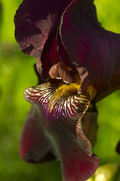 Burgundy Iris Flower Dew Drops Close — Stock Photo, Image