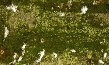 Yeşil yosunlu ve karlı