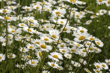 Papatya tarlası yan görünümü