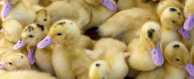 Küçük sarı ördek yavruları kuş pazarında bir kutuda oturuyorlar.