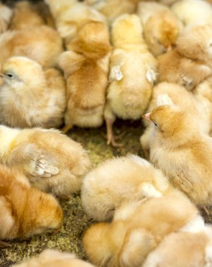 Küçük sarı tavuklar kuş pazarında bir kutuda oturuyorlar.