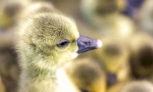 Pequeños Goslings Amarillos Están Sentados Una Caja Mercado Aves —  Fotos de Stock