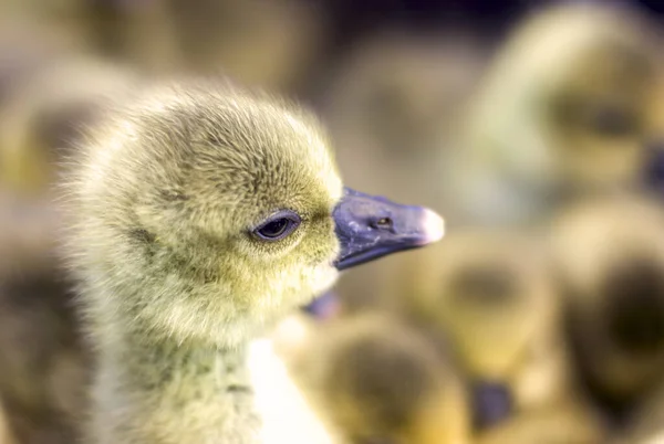 Küçük Sarı Ördekler Kuş Pazarında Bir Kutuda Oturuyorlar — Stok fotoğraf
