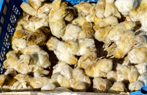 little yellow chickens are sitting in a box at the bird market